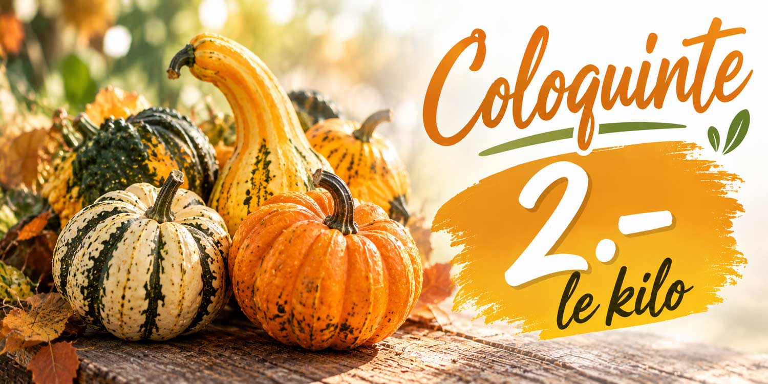Affiche-d’automne-aux-coloquintes-frits